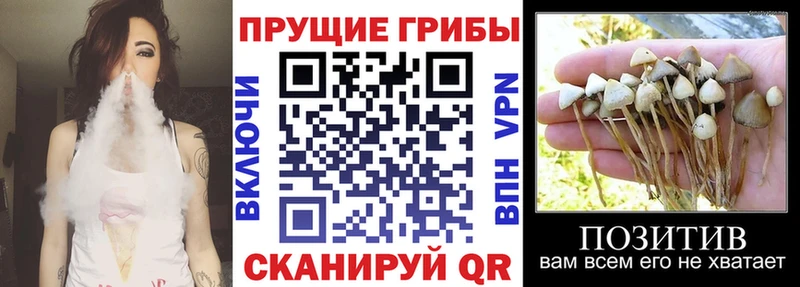 дарнет шоп  Чебаркуль  Псилоцибиновые грибы Psilocybe 